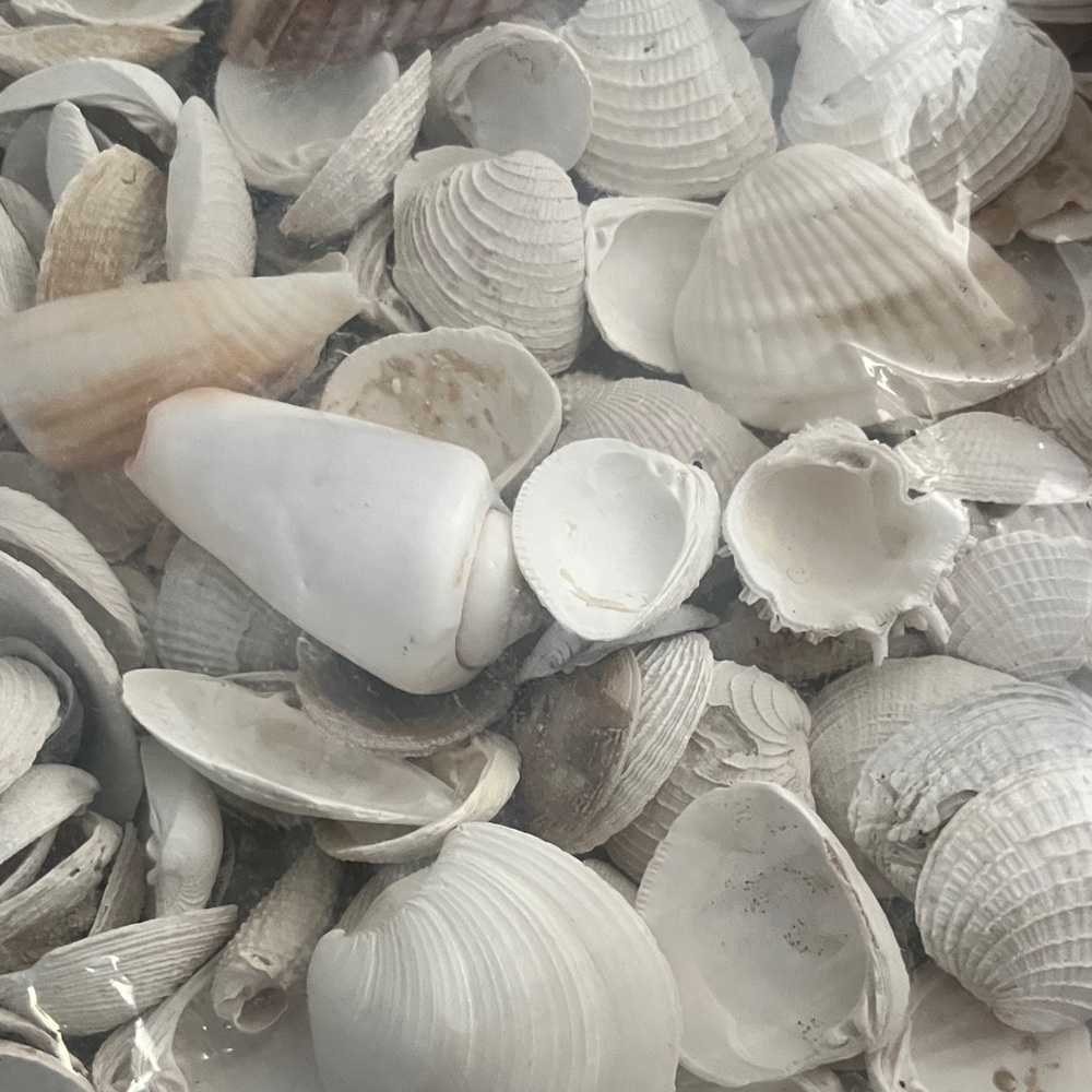 Beautiful Assorted Seashells Collection from Florida #25 - Picture 6 of 8